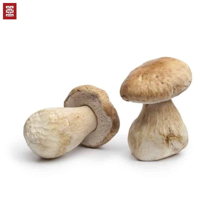 Porcini Mushrooms (Fresh or Dried) Maya Mushrooms