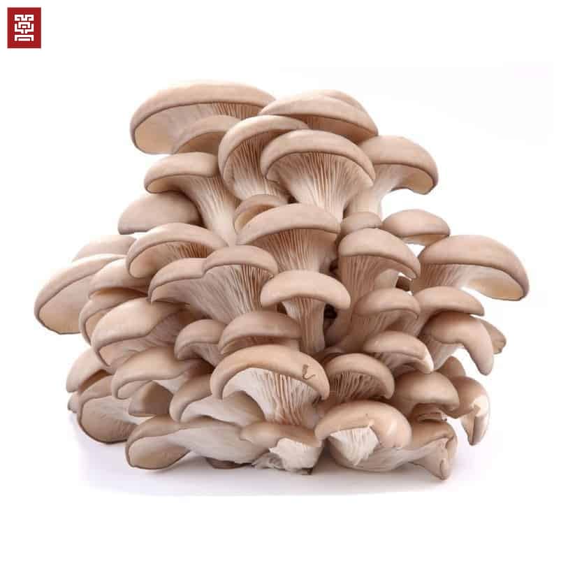 Blue/Grey Oyster Mushrooms